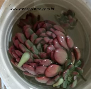 sinais-de-cochonilha-de-raiz-na-suculenta-