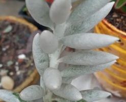 Suculenta Dedinho de Deus – Senecio Haworthii Cocoon Muda