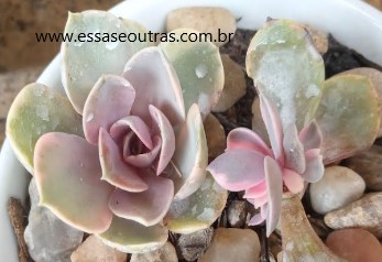 muda-da-echeveria-rainbow-decapitada-
