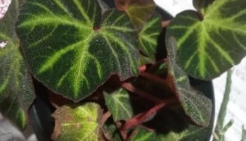 Begônia Barriga de Sapo – Muda da Begônia Solimutata, Cuidar 