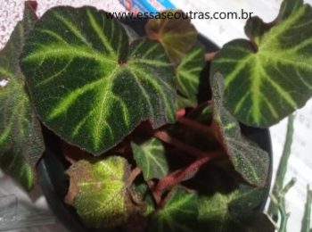 Begônia Barriga de Sapo – Muda da Begônia Solimutata, Cuidar 