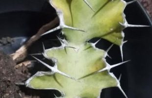 Cacto Chifre de Vaca – Euphorbia Grandicornis Goebel – Muda