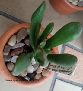 crassula-ovata-hobbit-orelha-de-fiona-