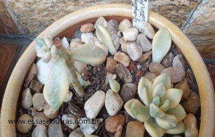 como-decapitar-graptoveria-victor-kane-variegata-
