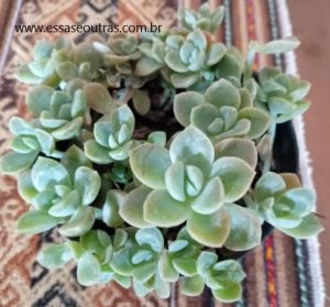 graptopetalum-fantome-diferença-da-white-gilva