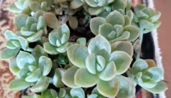 Graptoveria White Gilva e Graptoveria Fantome – Diferenças