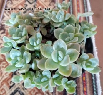 Graptoveria White Gilva e Graptoveria Fantome – Diferenças