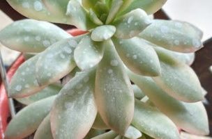 Echeveria Minibelle Variegata – Foto da Muda e Como Cuidar