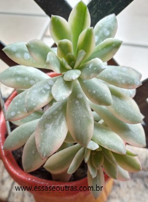foto-da-echeveria-minibelle-variegata-