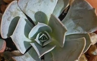 Echeveria Pollux – Como Fazer Muda, Foto da Suculenta