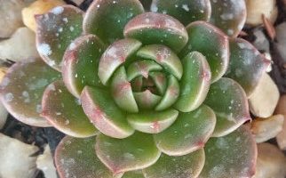 Echeveria San Luis – Foto da Muda, Como Cuidar, Sol, Rega