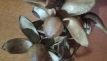 Flor de Madeira – Merremia Dissecta, Foto da Cápsula de Sementes