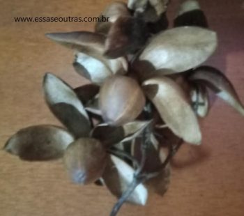 Flor de Madeira – Merremia Dissecta, Foto da Cápsula de Sementes