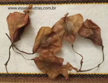 Fazer Muda de Begônia por Semente – Polinização e Germinação