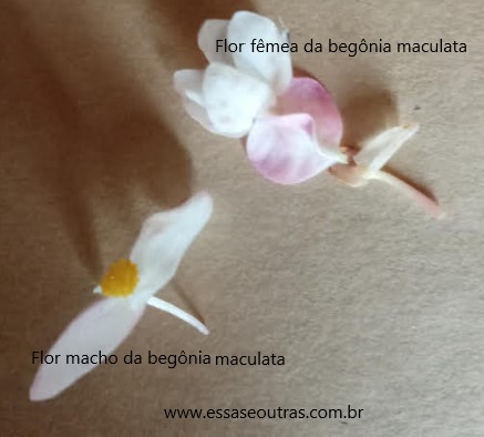 foto-da-flor-fêmea-e-flor-macho-da-begônia-