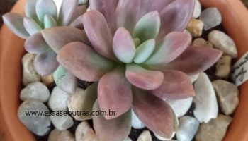 Graptoveria Pink Donna – Suculenta Hibrida como Cuidar