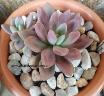 Graptoveria Pink Donna – Suculenta Hibrida como Cuidar