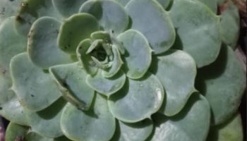 Suculenta Glauca – Echeveria Secunda Var. Glauca – Muda e Cuidados