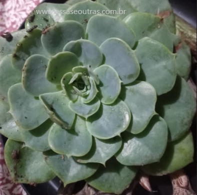 suculenta-glauca-echeveria-de-folhas-verdes-
