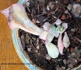 suculenta-pink-trumpet-com-mofo-branco-