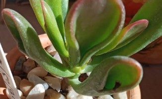 Orelha de Fiona – Suculenta Crassula Ovata Hobbit – Muda