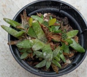 muda-de-orostachys-suculenta-com-mofo-branco-