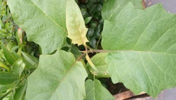 Muda de Jurubeba – Solanum Paniculatum, Como Tirar Amargo