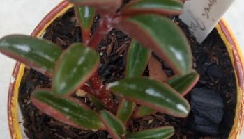Peperômia graveolens ou Ruby  glow – Foto da Muda, Poda e Rega