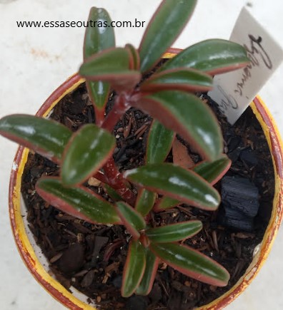peperômia-graveolens-foto-da-muda-