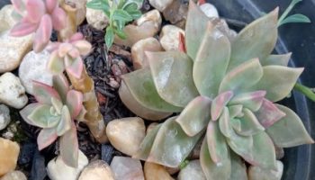 Decapitar Graptoveria Victor Kane Variegata – Fazer Mudas Rápido