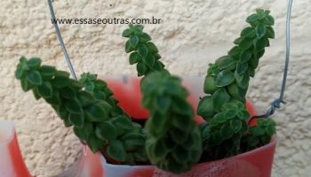Peperômia Columella – Foto da Muda e Como Cuidar