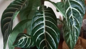 Planta Zebra, Espiga Dourada Afelandra ou Aphelandra  Squarrosa