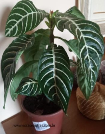 Planta Zebra, Espiga Dourada Afelandra ou Aphelandra  Squarrosa