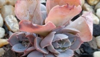 Haste Floral no Centro da Roseta de Suculenta Echeveria Morning Light