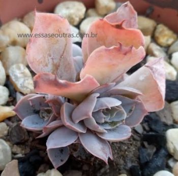 Haste Floral no Centro da Roseta de Suculenta Echeveria Morning Light