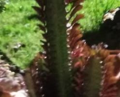 Tipos de Cactos e principais Cuidados com a Suculenta