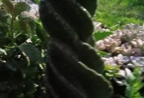 Como Cuidar de Cactos – Solo, Rega, Doenças e Pragas