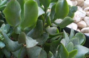 Crassula Ovata Jitters ou Undulata – Foto da Muda e Cuidados