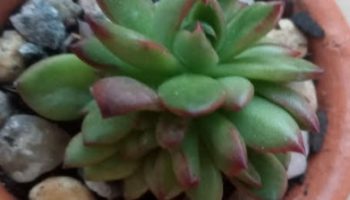 Suculenta Echeveria Agavoides Red Tips – Foto da Muda, Cuidar