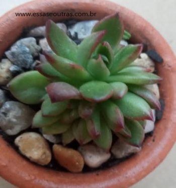 Suculenta Echeveria Agavoides Red Tips – Foto da Muda, Cuidar