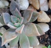 Graptopetalum Crepúsculo – Foto da Muda e Cuidados da Suculenta