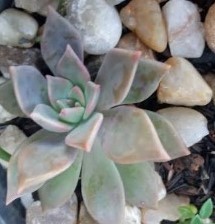 foto-da-suculenta-graptopetalum-crepúsculo-