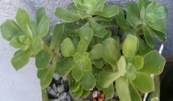 Graptopetalum Fruticosum – Foto da Muda, Cuidados, Sol