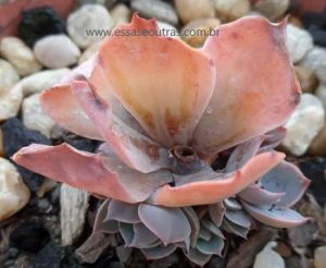 suculenta-com-haste-floral-no-centro-da-roseta-