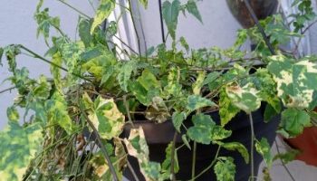 Lanterna Chinesa, Sininho ou Abutilon – Foto da Muda e Cuidados