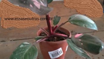 Philodendrum Pink Princess – Foto da Muda e Como Plantar