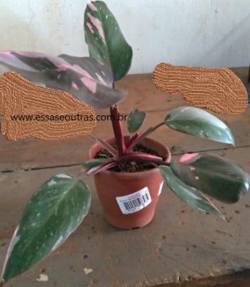 Philodendrum Pink Princess – Foto da Muda e Como Plantar