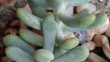 Sedum Allantóides – Muda da Suculenta e Como Cuidar 