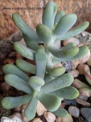 Sedum Allantóides – Muda da Suculenta e Como Cuidar 