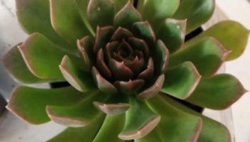 Echeveria Green Rose – Muda da Suculenta Adulta, Como Cuidar